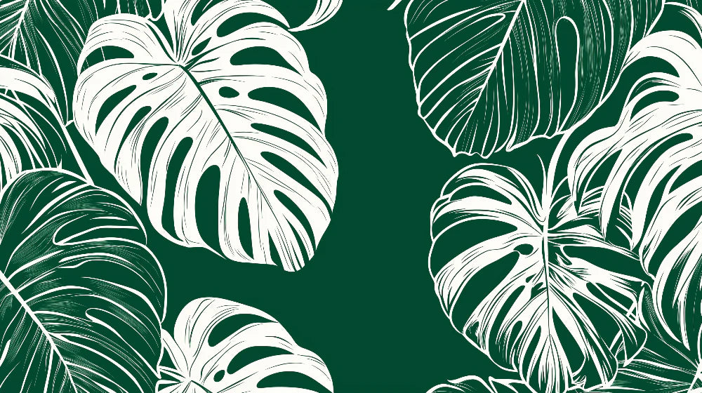 Mural Wallpaper tropical foliage | White monstera leaves on deep green background